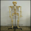 170cm Plastic Human Skeleton Model (Transparent thoracic) Biological Model Supplier